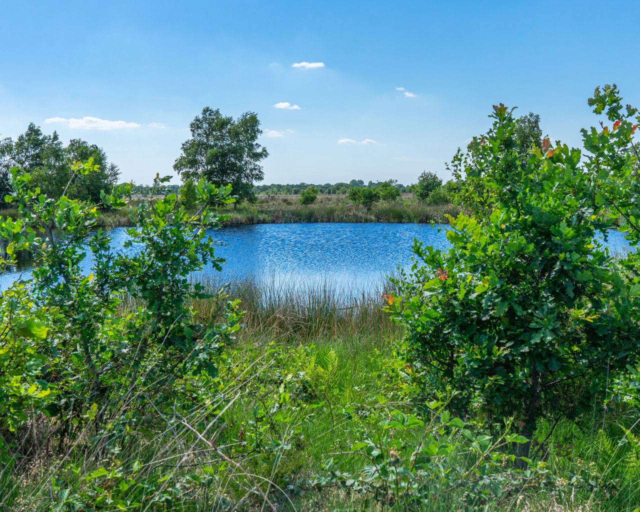 Ven-op-Ballooerveld-Drenthe