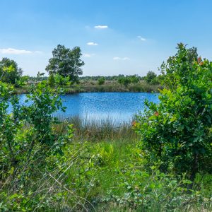 Ven-op-Ballooerveld-Drenthe