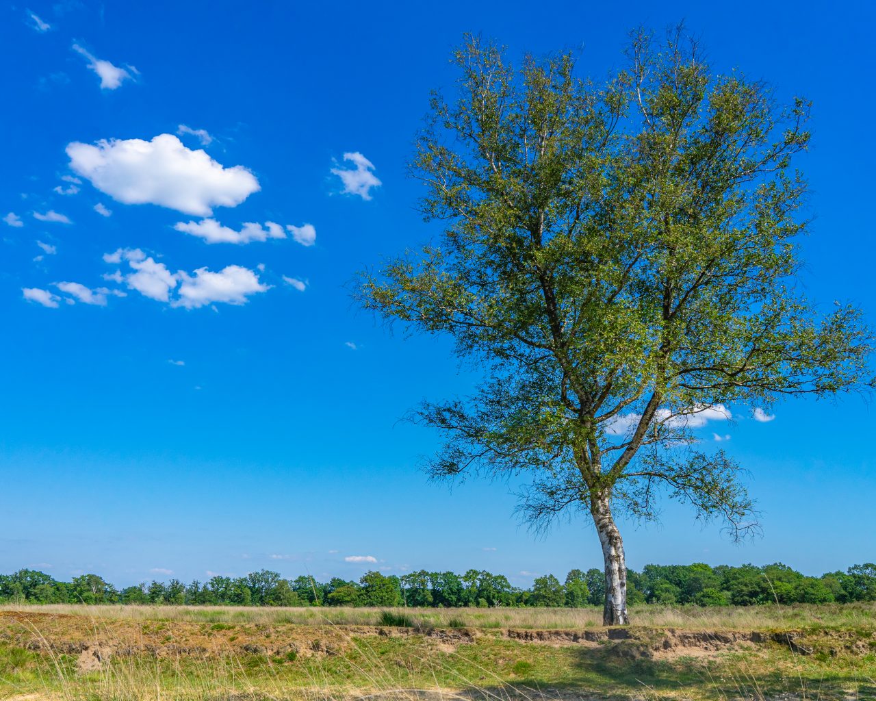 Boom-op-heide-Ballooerveld-Drenthe