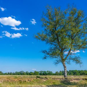 Boom-op-heide-Ballooerveld-Drenthe