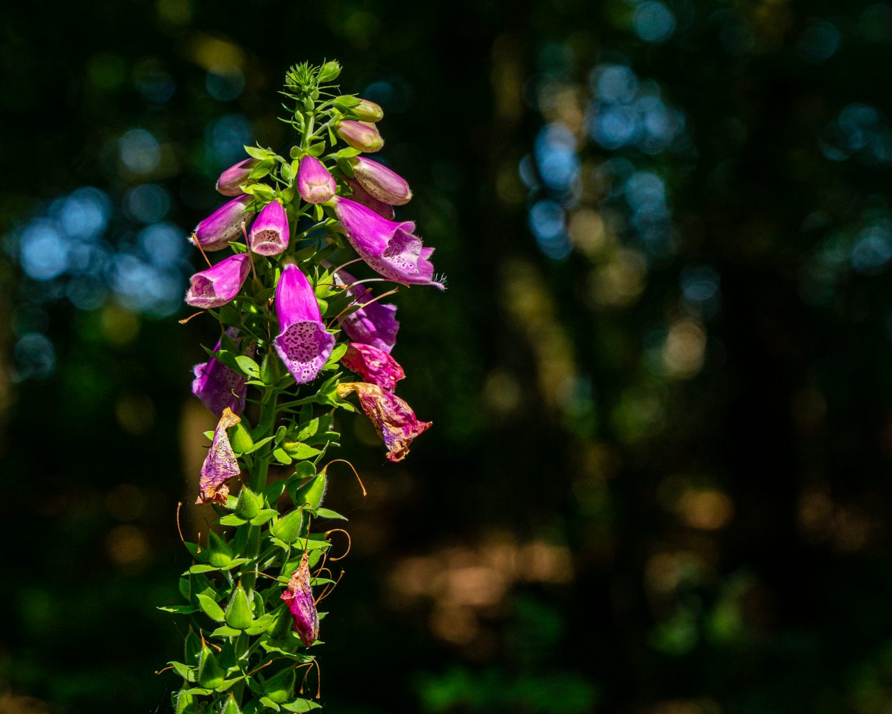 roze-vingerhoedskruid-langs-wandelpad