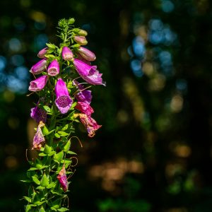roze-vingerhoedskruid-langs-wandelpad