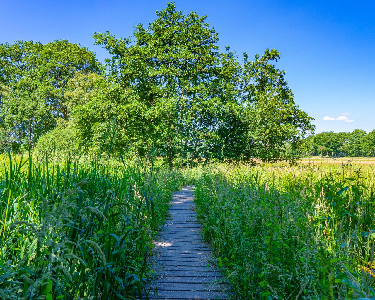 wandelpad-Pieterpad-etappe4-bij-Gasterse-Duinen