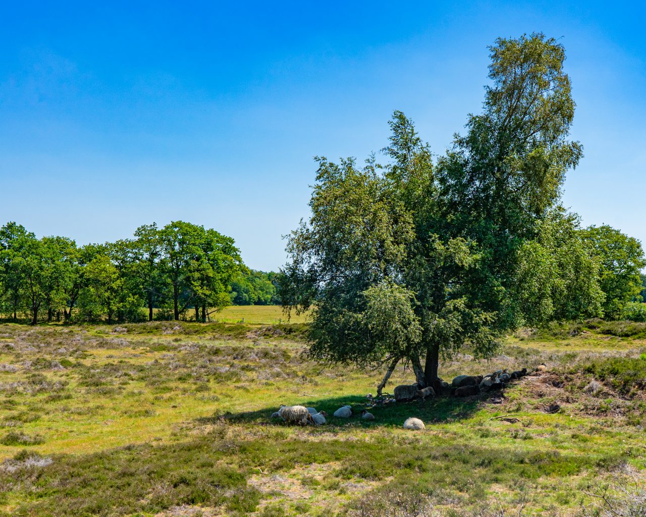 Schapen-chillen-in-schaduw-van-boom-in-Gasterse-Duinen