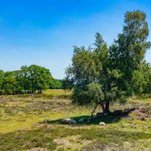 Schapen-chillen-in-schaduw-van-boom-in-Gasterse-Duinen