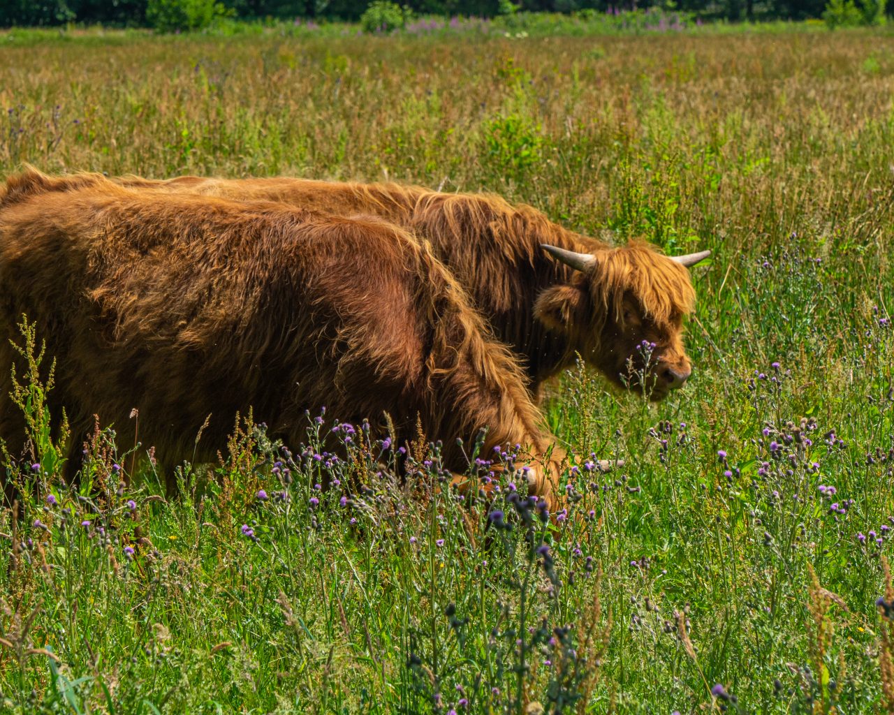 Schotse-hooglanders-bij-Gasterse-Duinen