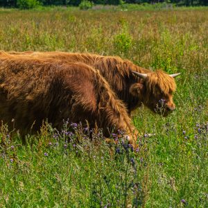 Schotse-hooglanders-bij-Gasterse-Duinen