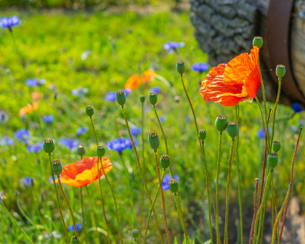 Rode-en-blauwe-akkerbloemen-langs-wandelpad