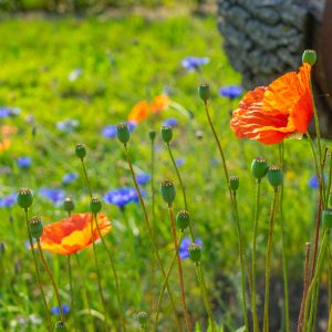 Rode-en-blauwe-akkerbloemen-langs-wandelpad