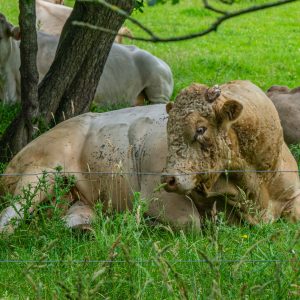 Koe-met-zachte-haren-op-hoofd-in-Andersche-Diep