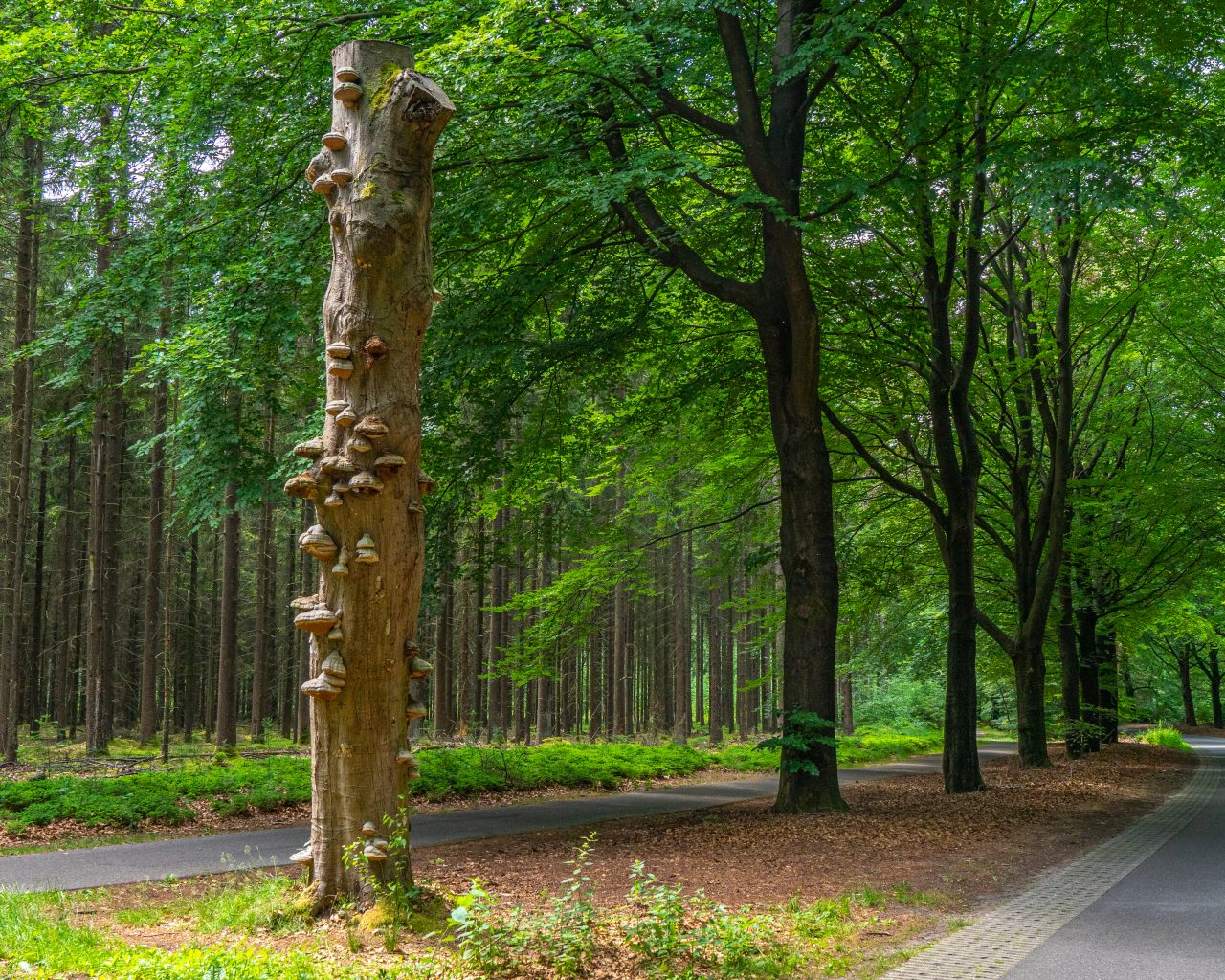 Afgestorven-boom-met-paddenstoelen-die-ertegenaan-groeien