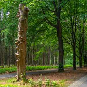 Afgestorven-boom-met-paddenstoelen-die-ertegenaan-groeien