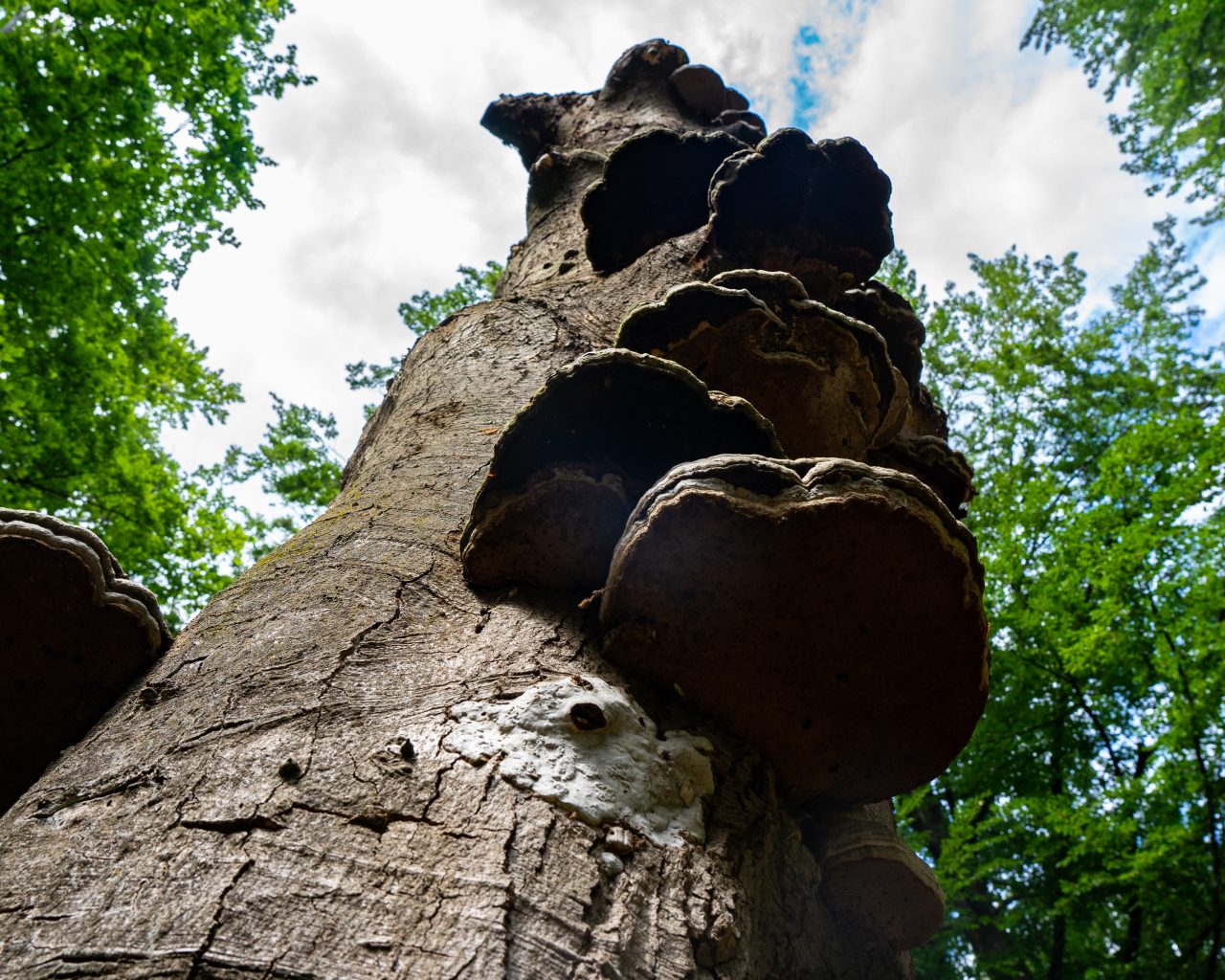 Boom-met-paddenstoelen-van-onderaf