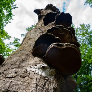 Boom-met-paddenstoelen-van-onderaf
