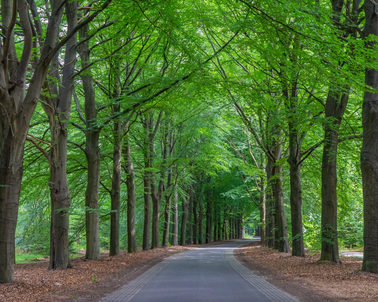 Pieterpad-etappe-5-bomen-langs-weg