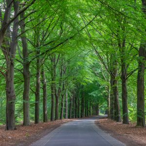 Pieterpad-etappe-5-bomen-langs-weg