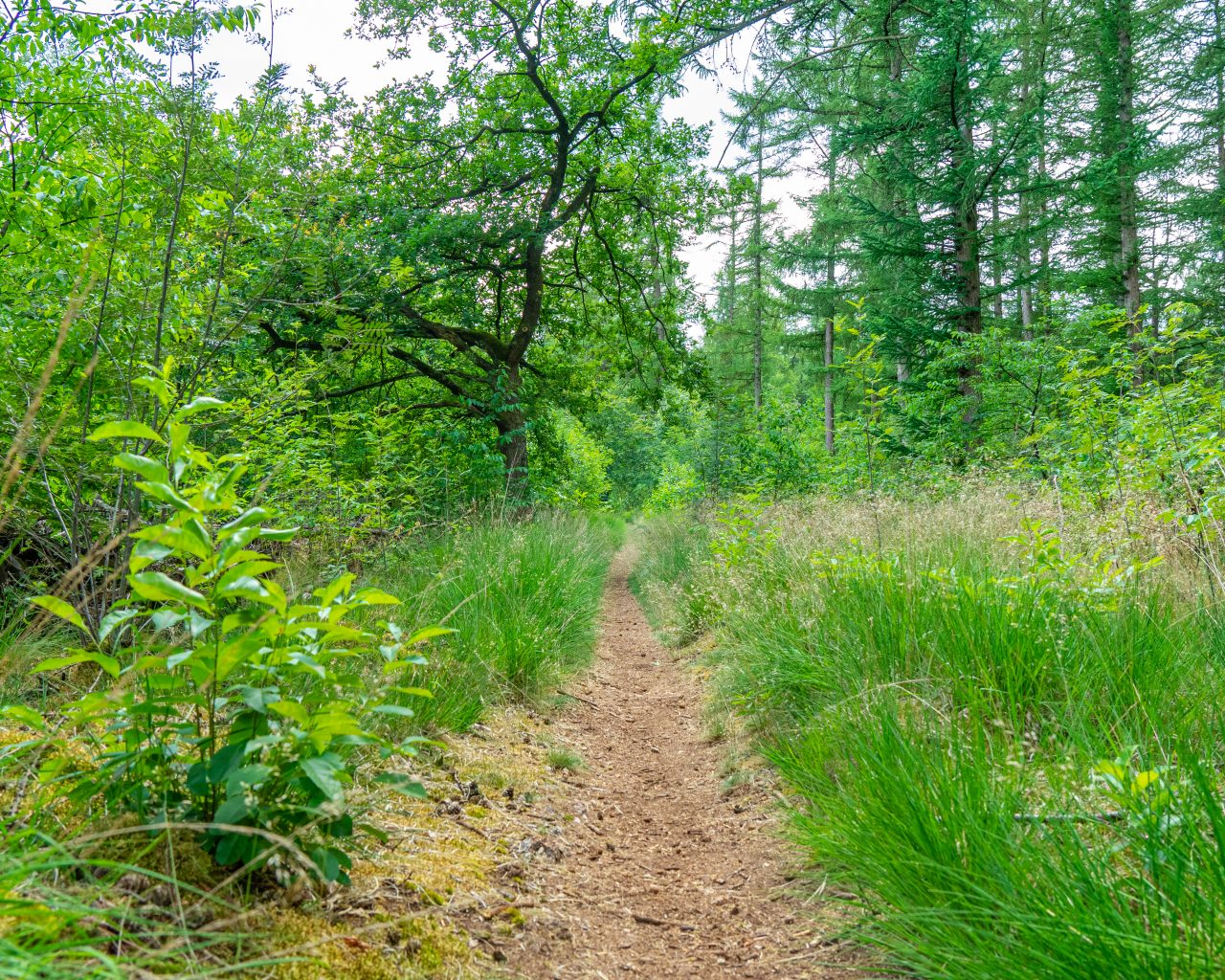 Wandelpad-in-Meindersveen-Drenthe