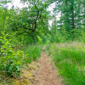 Wandelpad-in-Meindersveen-Drenthe