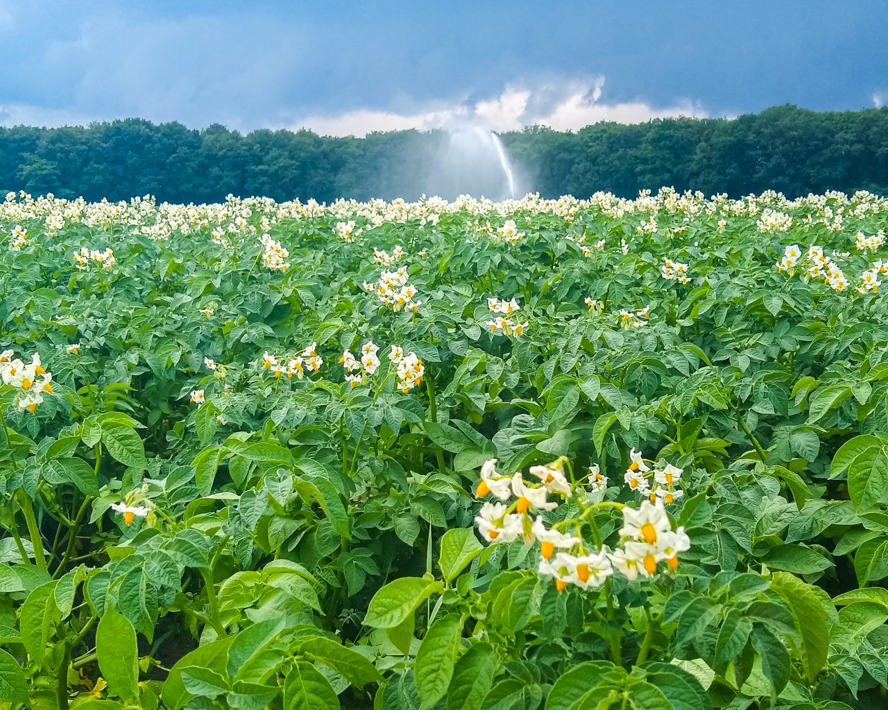 Donkere-lucht-boven-akkers-met-gele-bloemen-Schoonloo