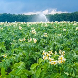 Donkere-lucht-boven-akkers-met-gele-bloemen-Schoonloo