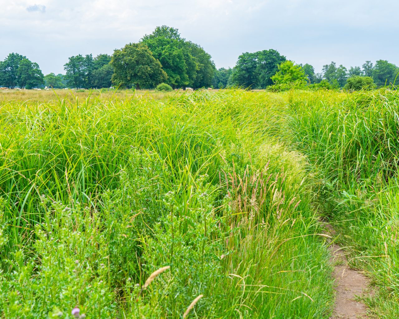 Wandelpad-met-hoog-gras-Andersche-Diep