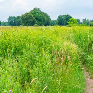 Wandelpad-met-hoog-gras-Andersche-Diep