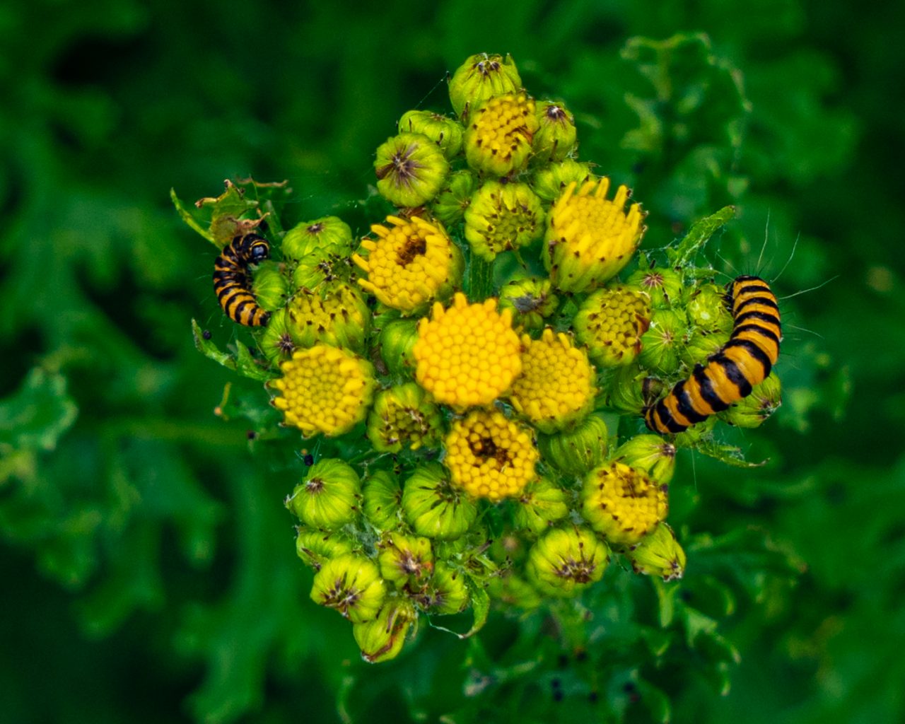 Geel-zwarte-rupsen-op-gele-bloemen