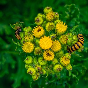 Geel-zwarte-rupsen-op-gele-bloemen