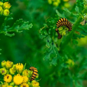 Geel-zwarte-rupsen-op-bloemen-langs-Pieterpad-etappe-5