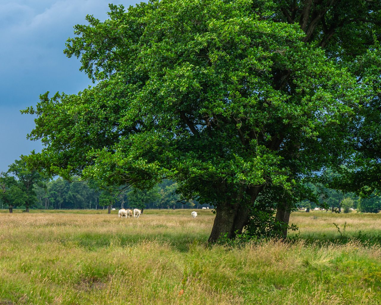 Donkere-lucht-in-Andersche-Diep