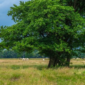 Donkere-lucht-in-Andersche-Diep