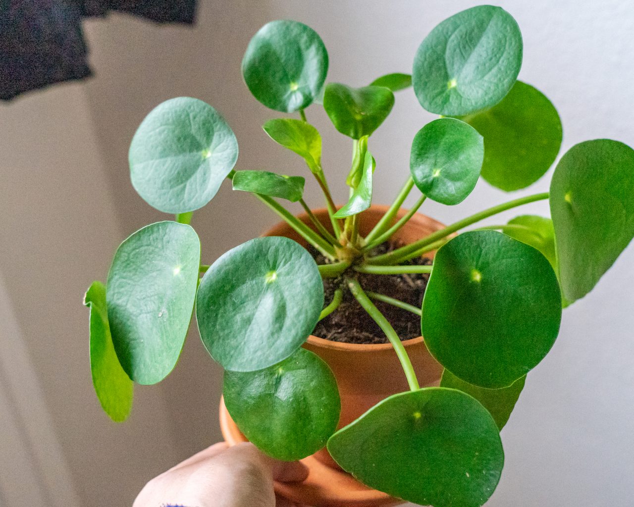 Pannenkoekenplant-in-terracotta-pot