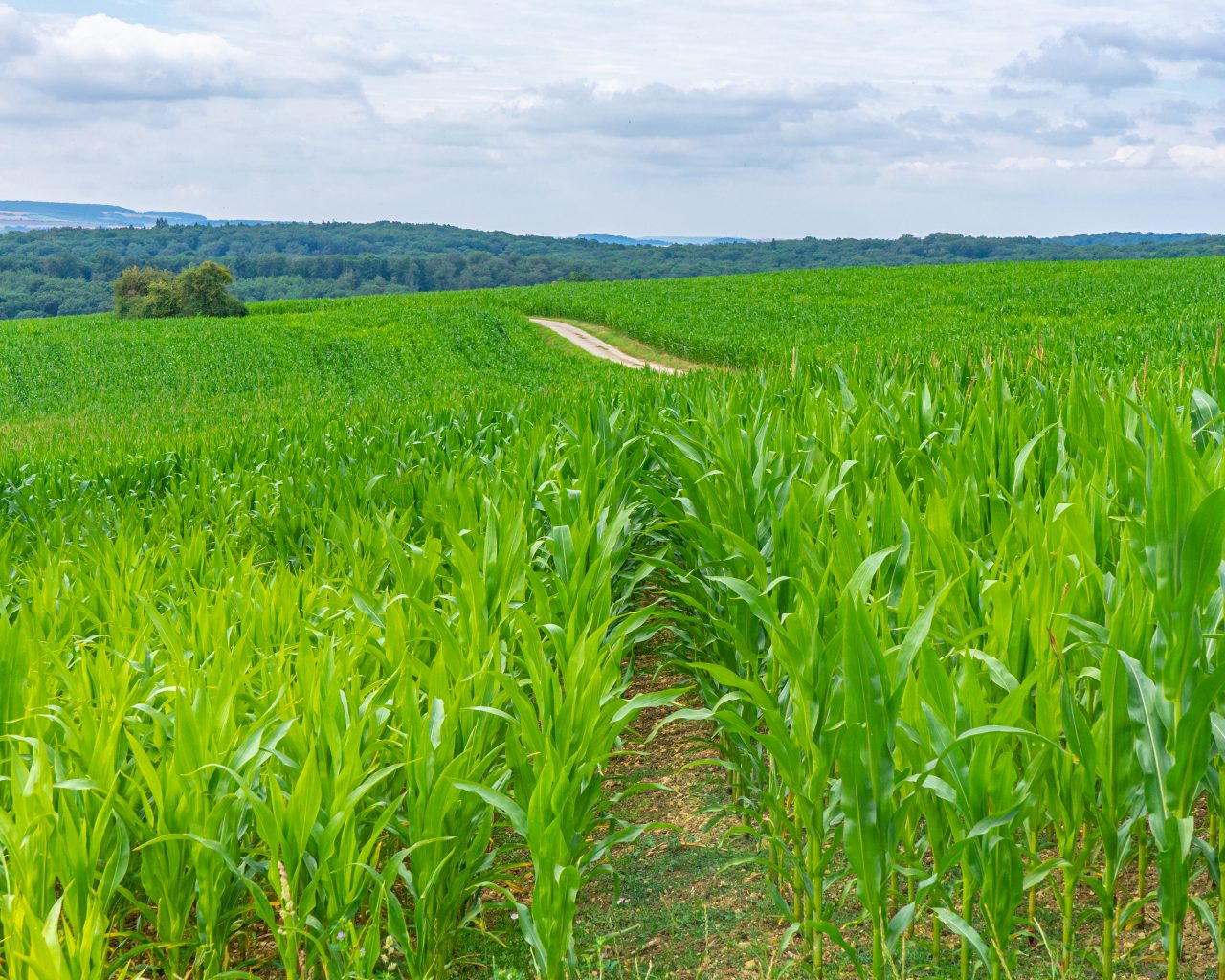 Groene-akkers-met-weg-erdoorheen-Mullerthal-trail