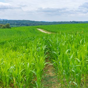 Groene-akkers-met-weg-erdoorheen-Mullerthal-trail