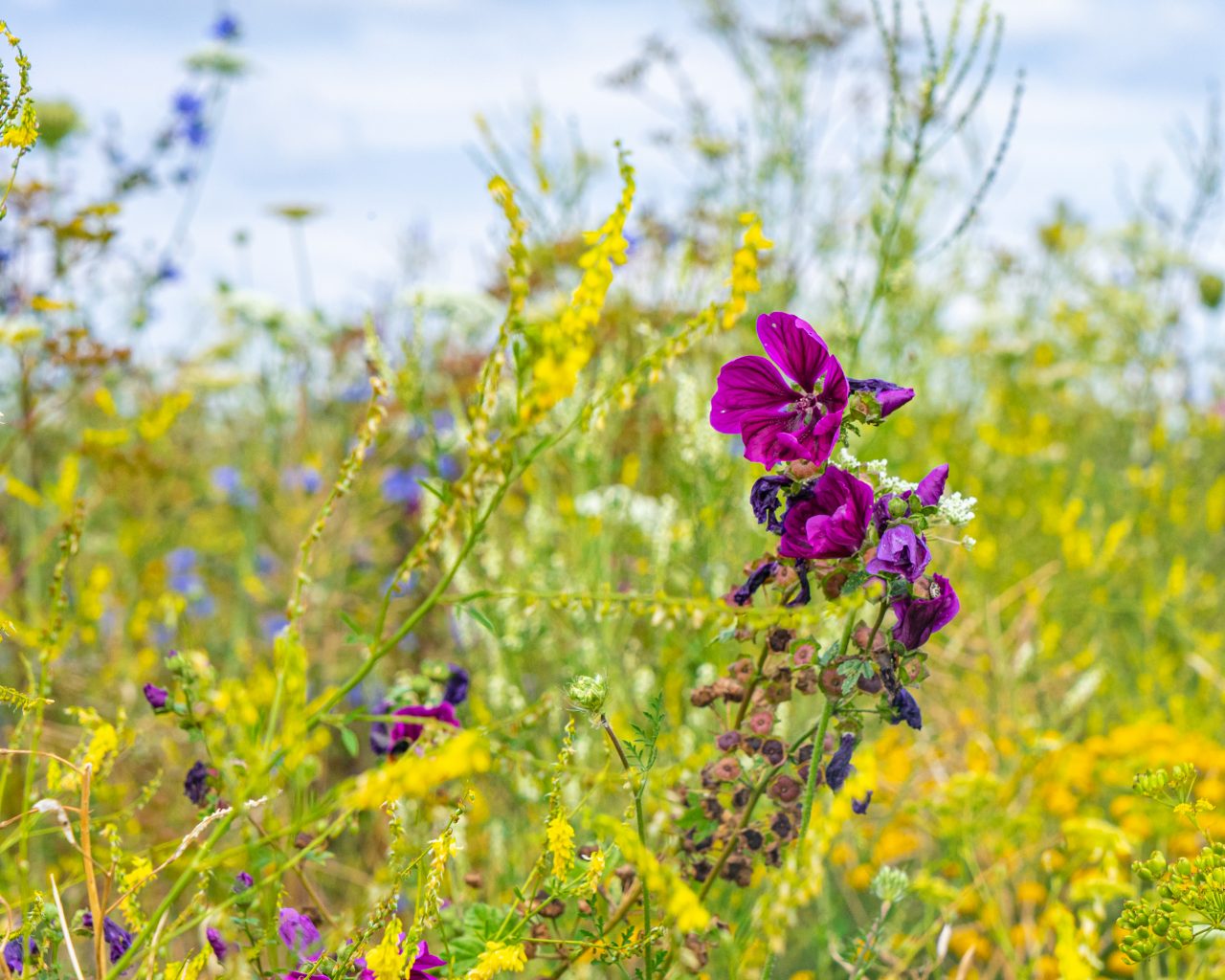 Paarse-gele-blauwe-akkerbloemen-Luxemburg