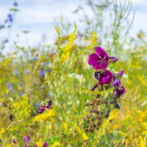 Paarse-gele-blauwe-akkerbloemen-Luxemburg