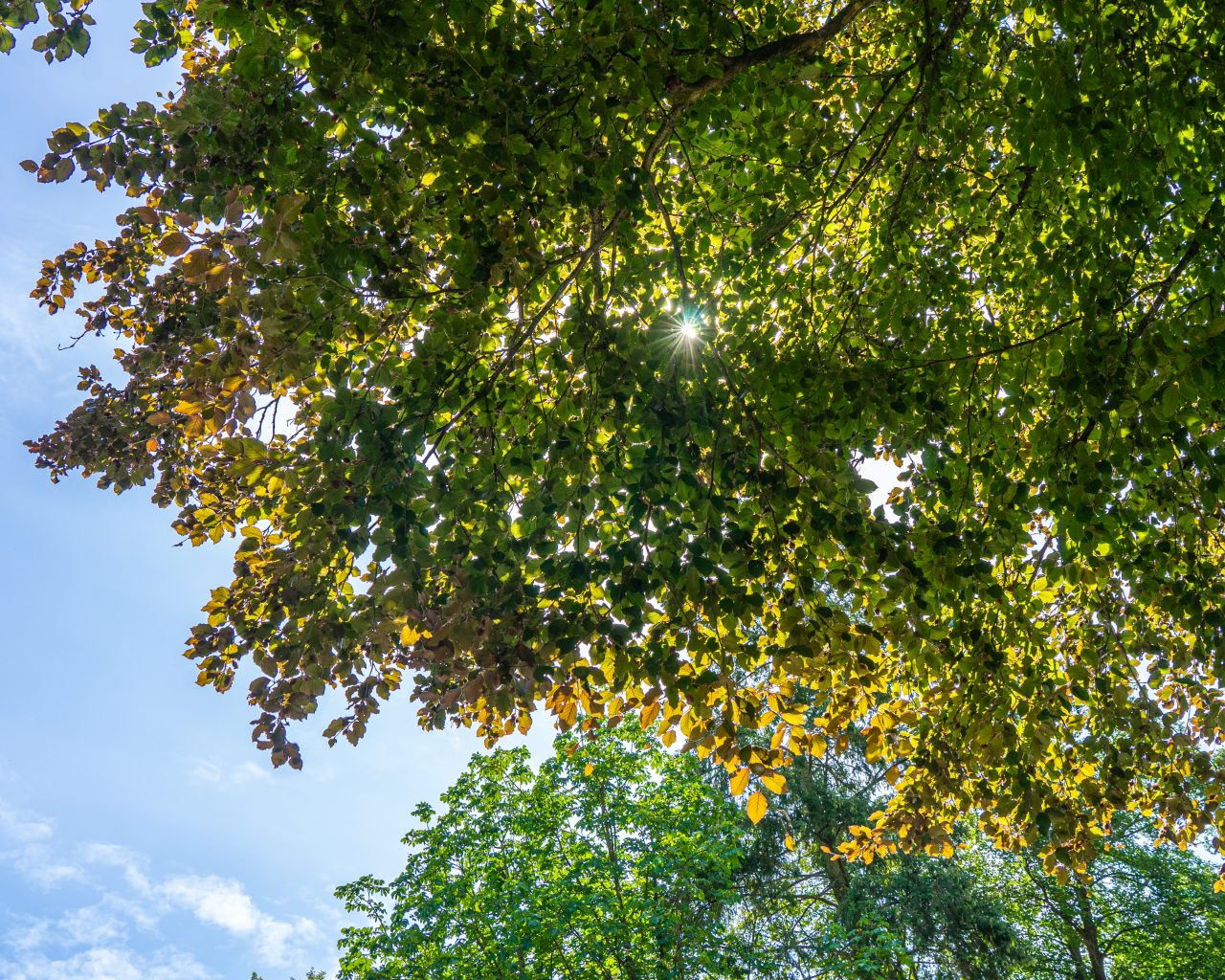 Zon-schijnt-door-bladeren-boom-Echternach