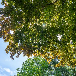 Zon-schijnt-door-bladeren-boom-Echternach