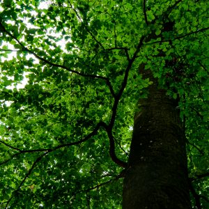 Boom-van-onderaf-Luxemburg-Mullerthal-Trail