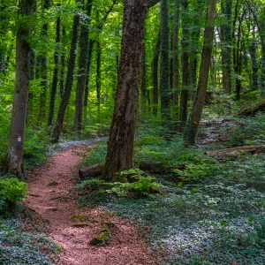 Onverhard-wandelpad-tijdens-route-1-Mullerthal-Trail