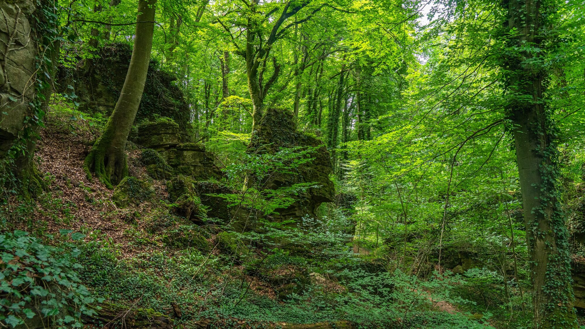 Groene-natuur-met-gigantische-rotsen-Mullerthal-Trail