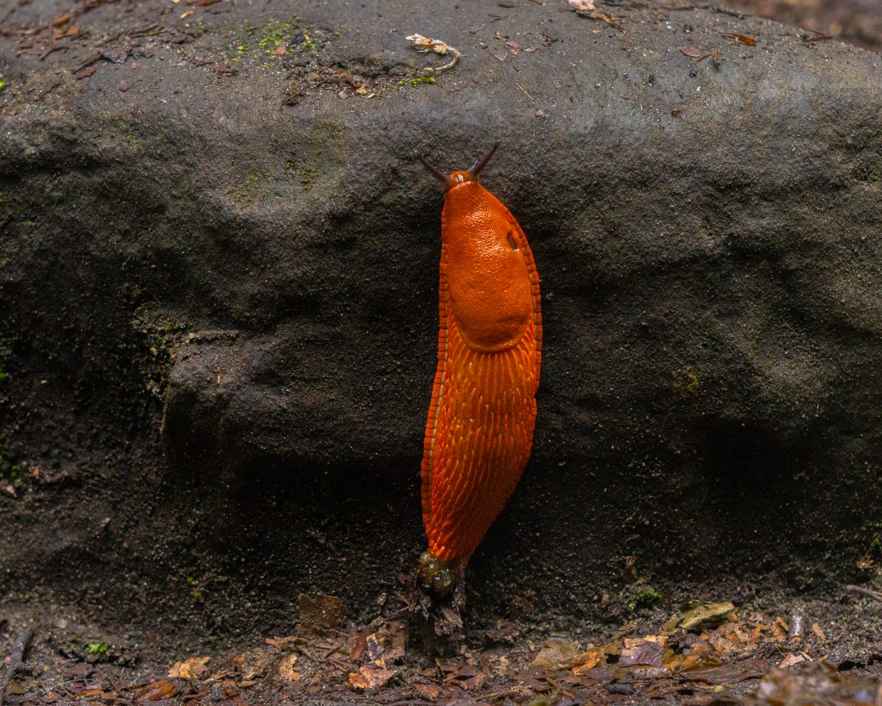 Feloranje-naaktslak-tijdens-het-wandelen-op-steen