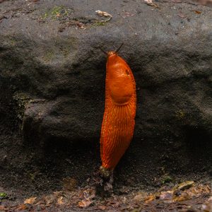 Feloranje-naaktslak-tijdens-het-wandelen-op-steen
