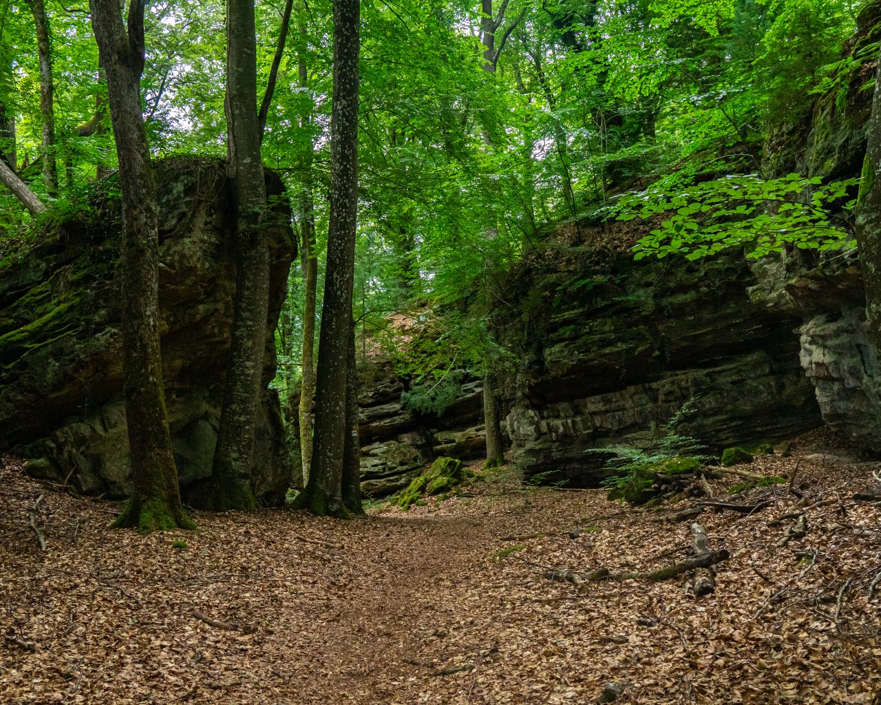 Wandelen-tussen-de-grote-rotsen-Mullerthal-Trail