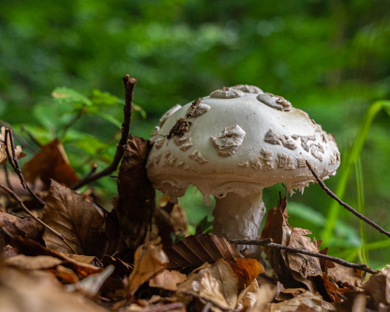 Close-up-witte-paddenstoel-Mullerthal-Trail