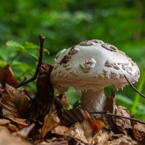 Close-up-witte-paddenstoel-Mullerthal-Trail