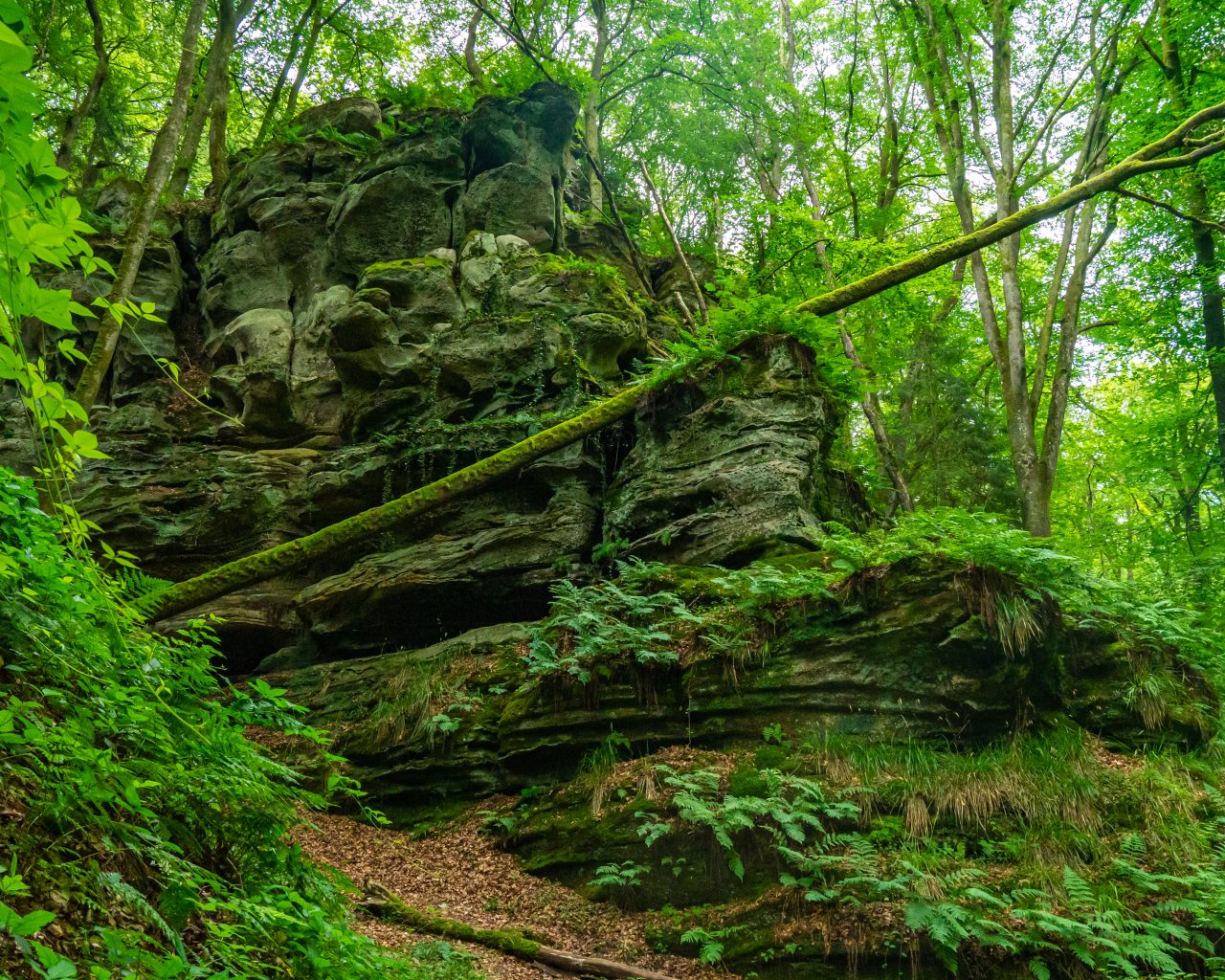 Omgevallen-boom-met-mos-tijdens-Mullerthal-Trail-2