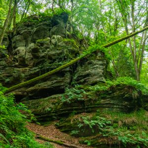 Omgevallen-boom-met-mos-tijdens-Mullerthal-Trail-2