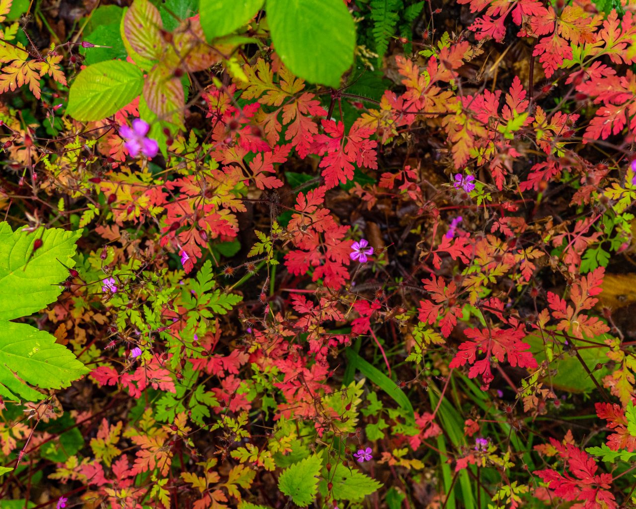 Roze-bloemetjes-met-rode-bladeren-op-achtergrond-Mullerthal-Trail