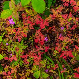 Roze-bloemetjes-met-rode-bladeren-op-achtergrond-Mullerthal-Trail